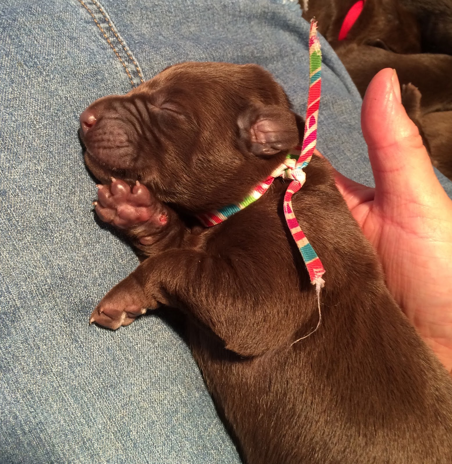 Dog Kennels In Parksville Bc Dog Kennels In Parksville Bc