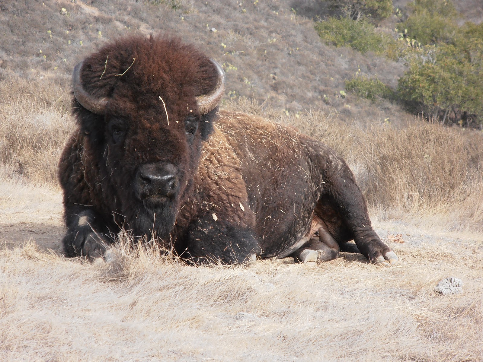 A Journey into the Past Who Owned Catalina Island?