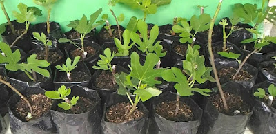 Cara Menanam Buah Ara (Ficus Carica) Dalam Pot steak bibit tin