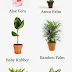 10 Houseplants that clean indoor air