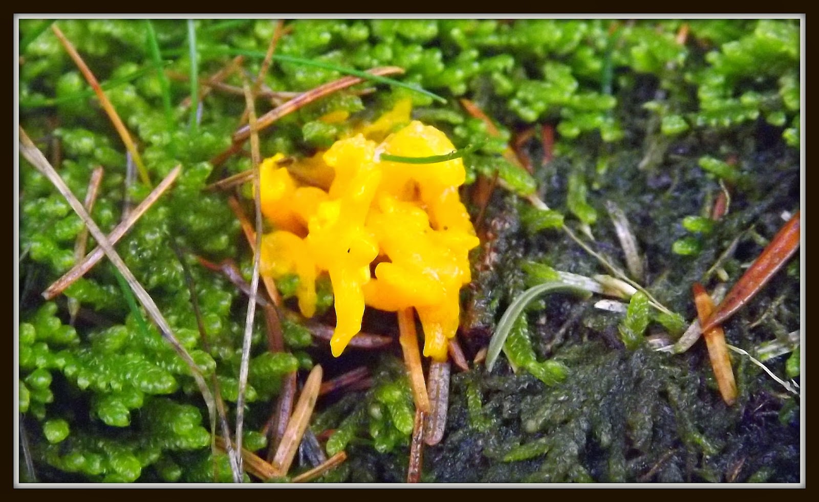 3 Valleys Birding: yellow fungus