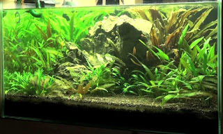 Cryptocoryn Tanaman Aquascape Mudah Ikan Koi