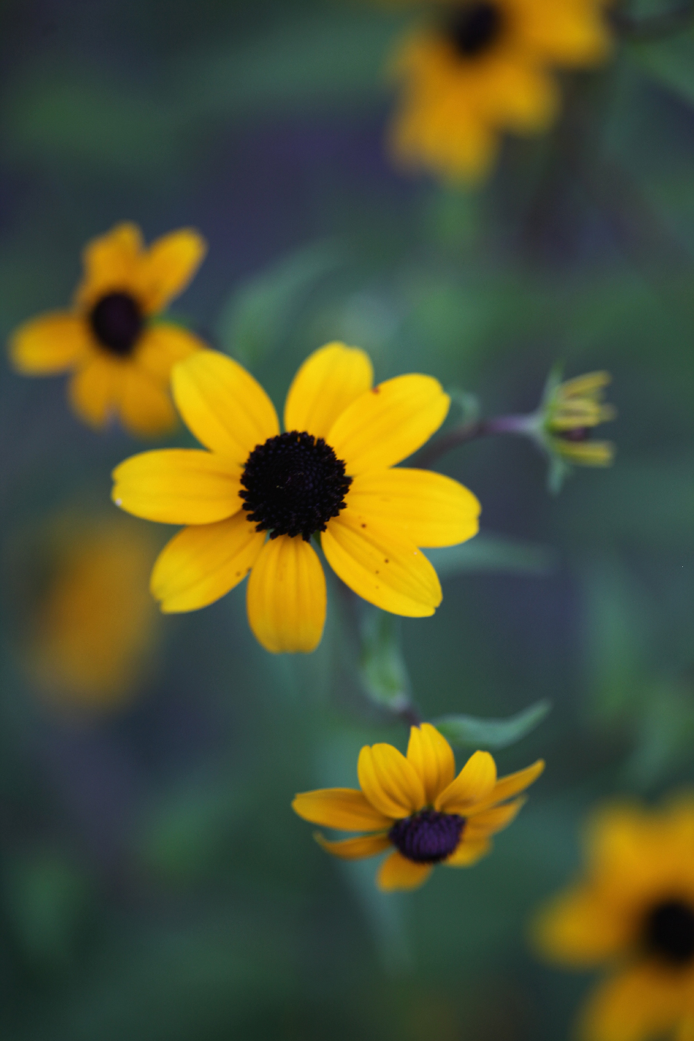 Pin by Designed Spaces LLC on Nature Scapes and Miracles