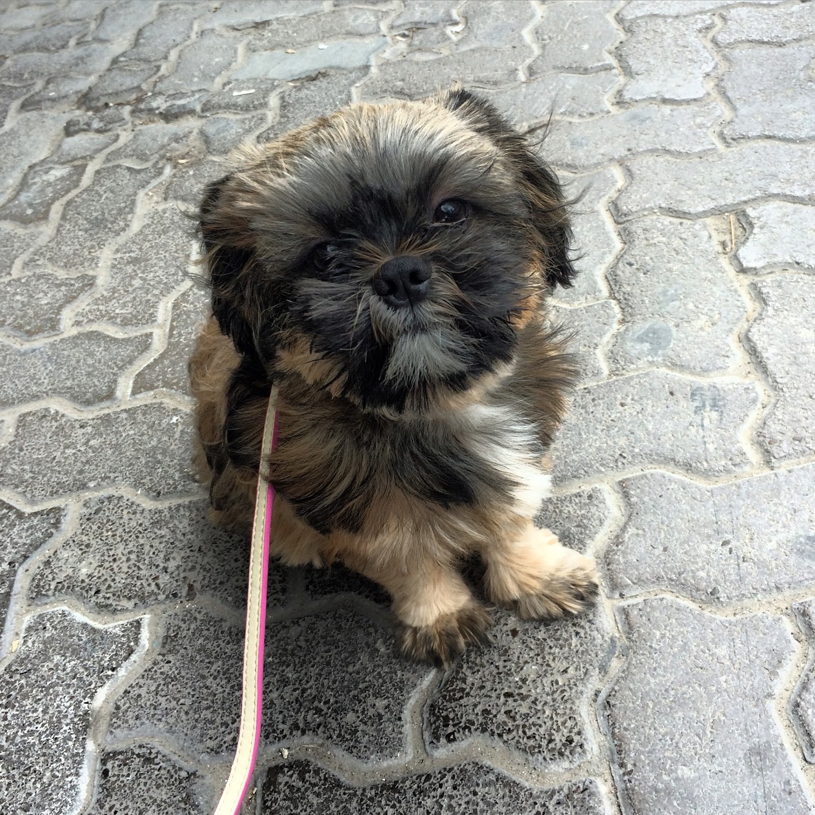 Do They Have Dogs In Dubai