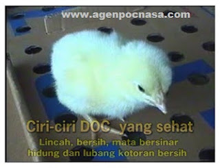 bibit Ayam Bloiler Bibit Ayam Bloiler
