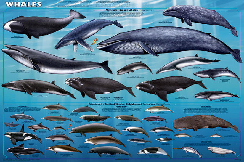 Types Of Whales Pictures And Sizes