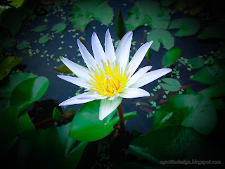 Aquatic plants White Tiny Lotus Flower Grows In The Mini Pond