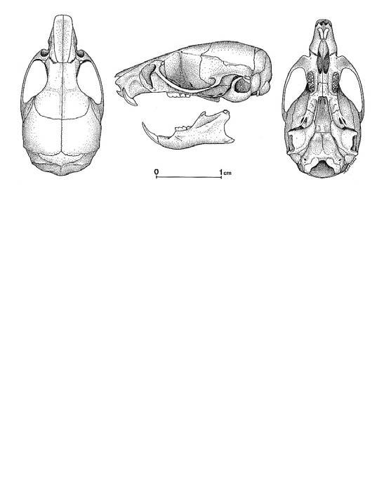 Argentina nativa Ratón misionero (Bibimys labiosus)