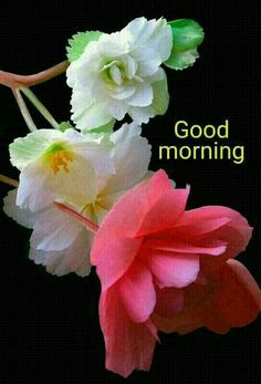 Good Morning Good Morning