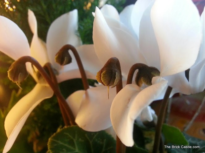 Bunches plants reviewed White Cyclamen in bloom