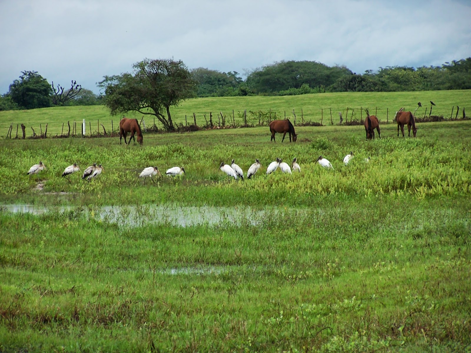 Los Viajes de Montenegro: Los Llanos en vacaciones