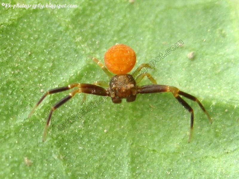 Orange Crab Spider Nature, Cultural, and Travel Photography Blog