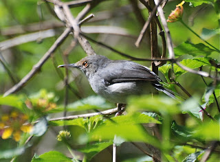 Long-Billed Tailorbird
