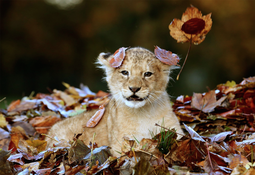 Betere ByElisabethNL: THE BEAUTY OF ANIMALS IN AUTUMN TIME (02) IH-02