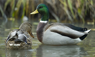 Mallard Duck HD Wallpapers