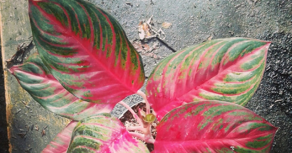 аглаонема zirkon. аглаонема скручиваются листья.