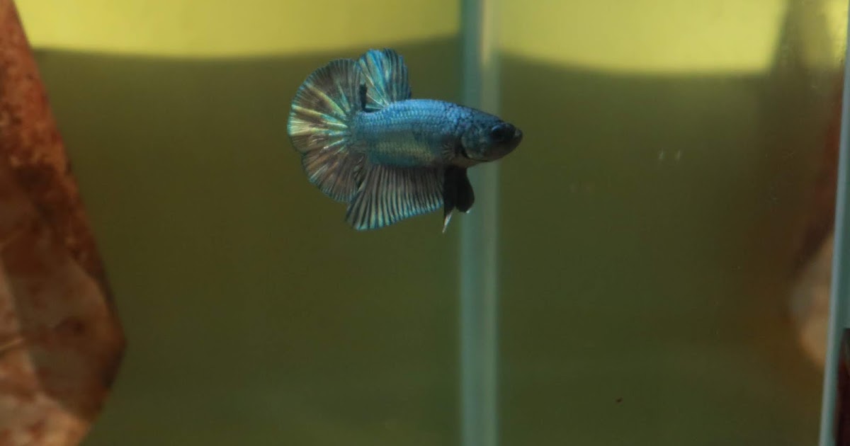 Cara Mengatasi Cupang Stress