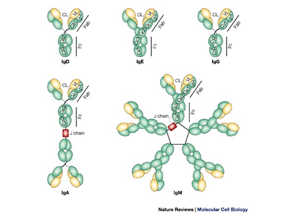 Dunianya Sari: Macam-macam Antibodi/ Immunoglobulin