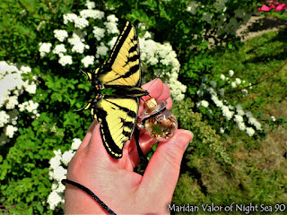 Summer butterflies and marimo moss balls; photography fun with my marimo necklace