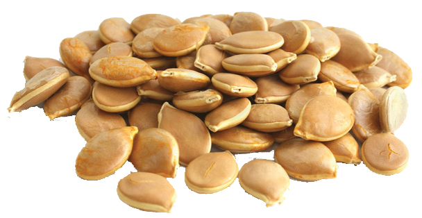 Cara Mematahkan Dormansi Benih Saga Jati Atau Kemiri The Last Wizard Century