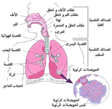 الجهاز التنفسي و أعضاء التنفس لدى الإنسان