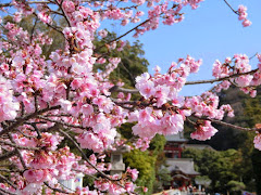 鶴岡八幡宮の春と桜