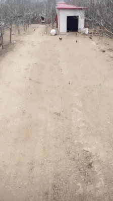 GIF.gif