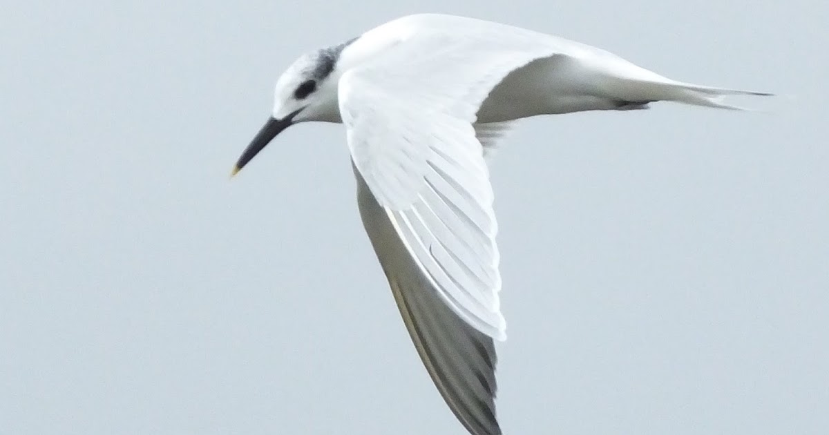 Dorset Birds: Sightings - Saturday 6th February 2016