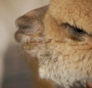 An alpaca with "the munge" on it's lips.