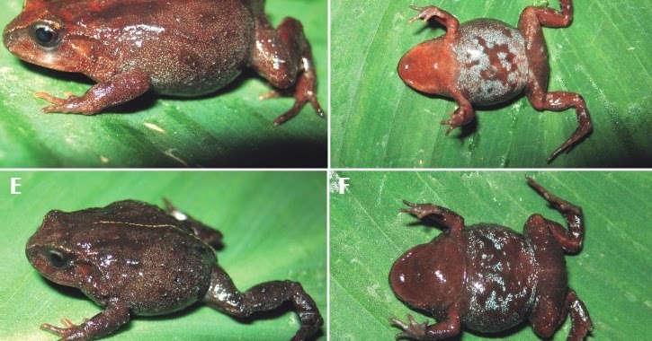 Species New to Science [Herpetology • 2017] Bryophryne mancoinca • A