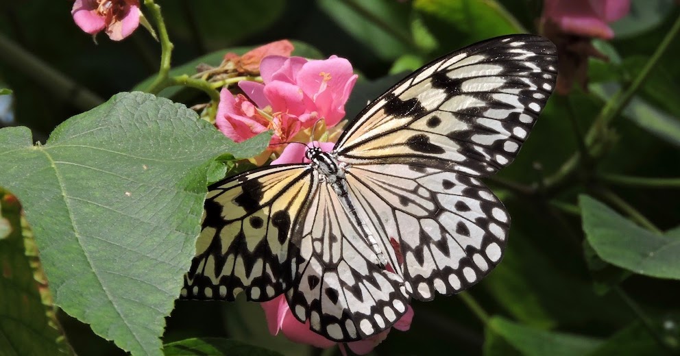 mnkcusa Gainesville, Natural Museum of History, Butterfly Exhibit, FL