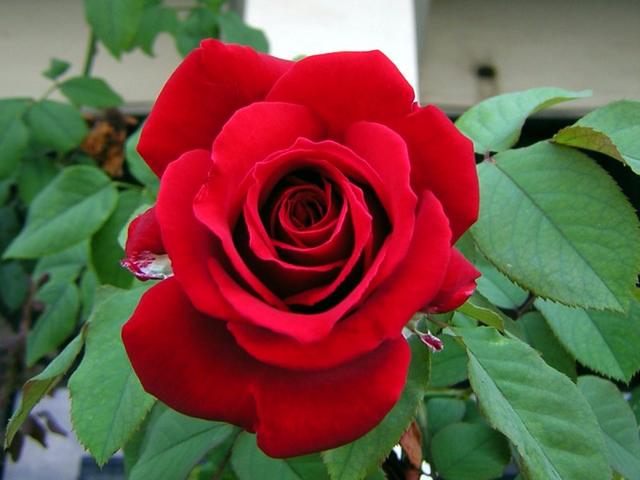 13+ Bunga Mawar Merah Sangat Indah