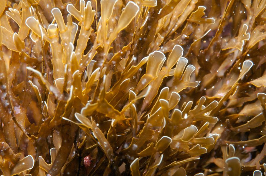 Looking for the Best Brown Seaweed Suppliers Indonesia Seaweed