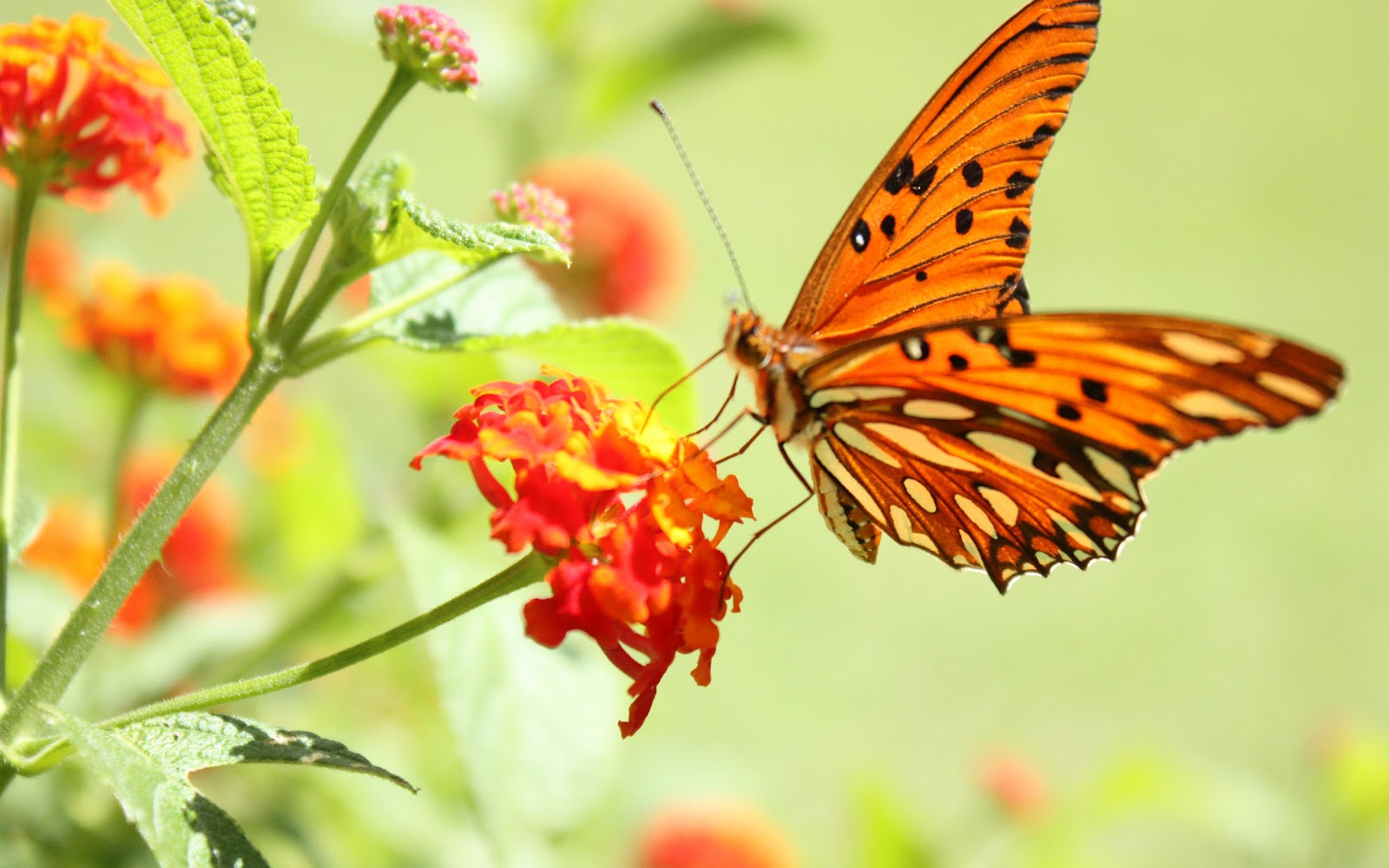 Butterfly on the flower HD wallpaper - 3D Nature Wallpaper