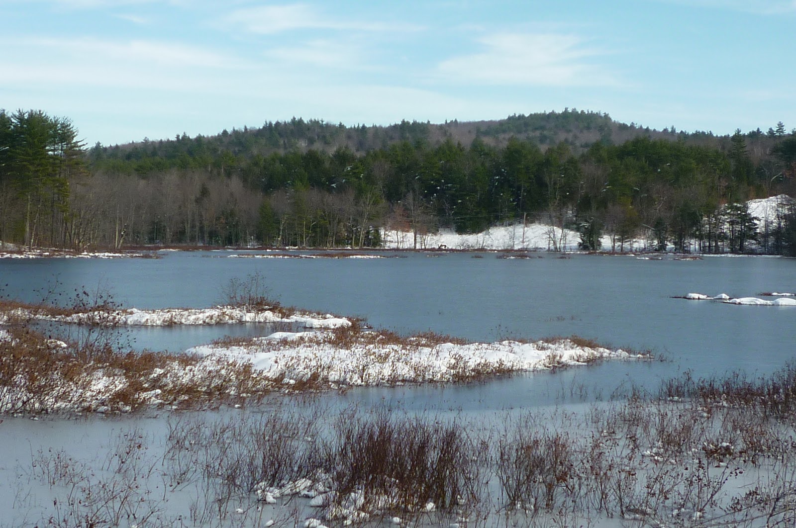 Daily Pics photographs by CarenMarie Michel West Baldwin Bog, Maine