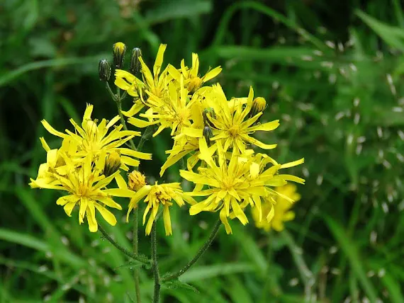 Pępawa dwuletnia (Crepis biennis L.) pepawa