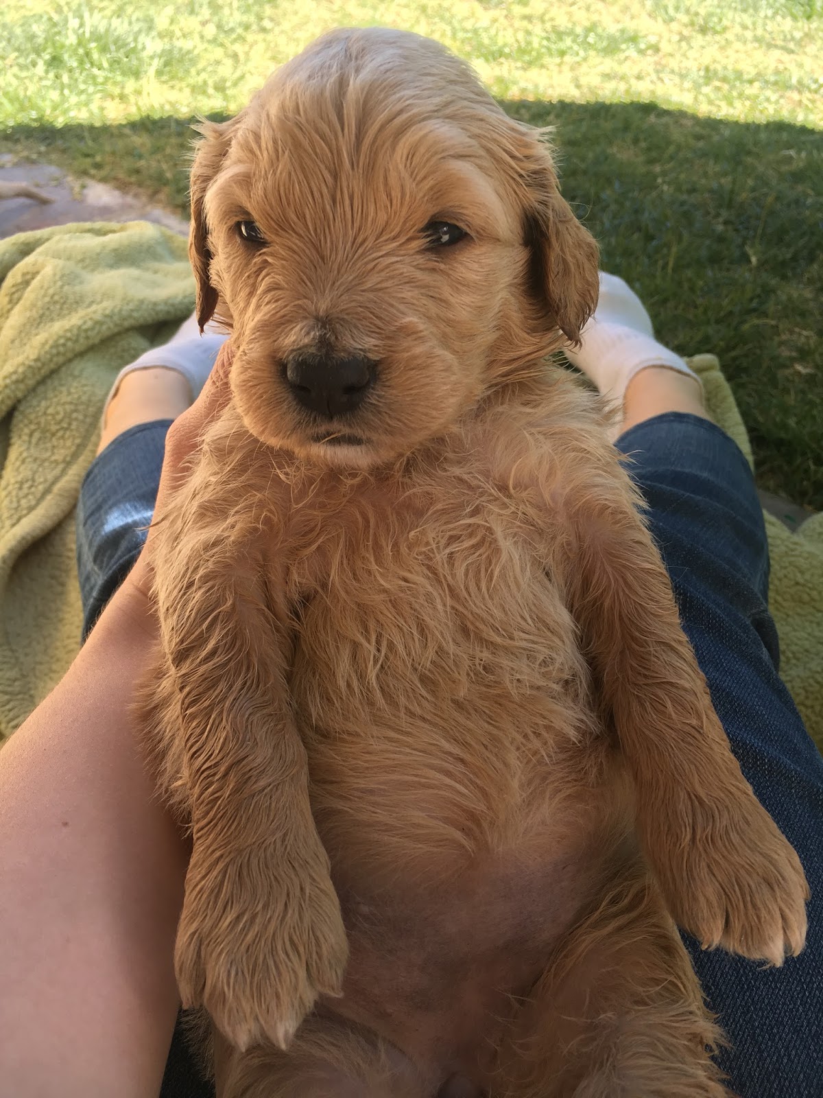 Las Vegas Goldendoodles About Us