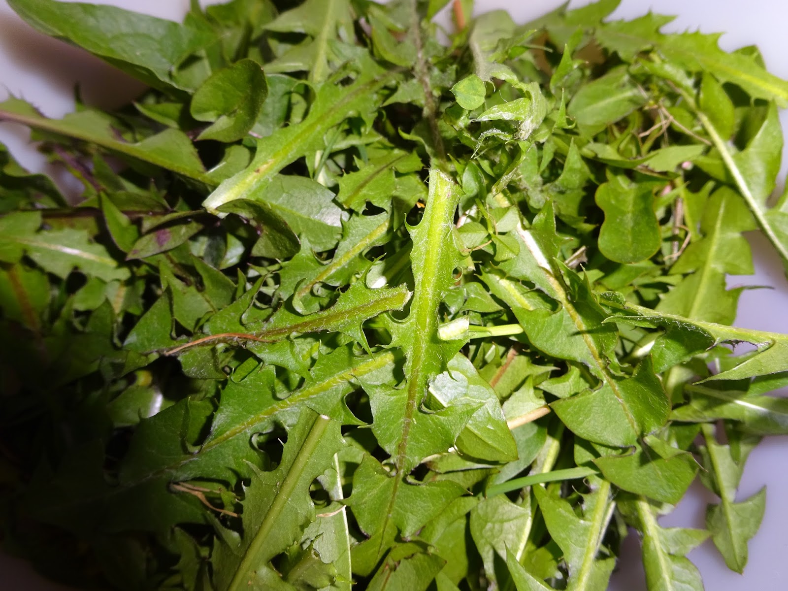 Simply Frugalynne Dandelion Greens for Dinner!