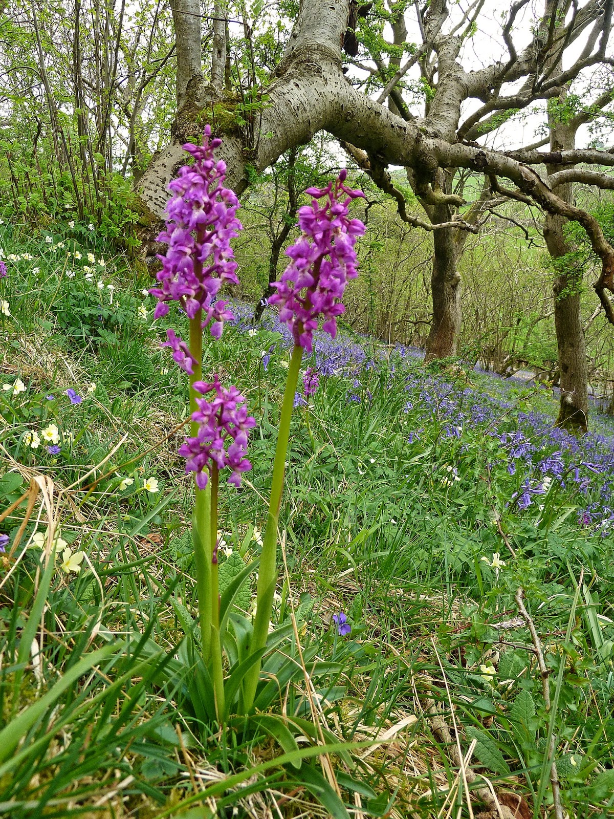 Orchids,Nature and My Outdoor Life Limestone Woodland