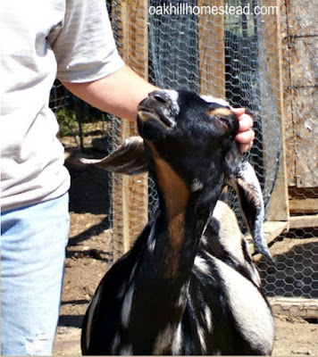 Become a better goat keeper with Oak Hill Homestead's goat resources, over 25 articles on goat care, milking, caring for kids, goat health and more.