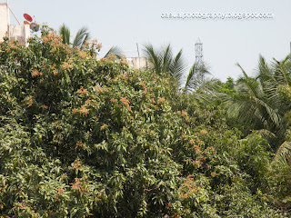 The Mango Tree on 19th Feb 2012