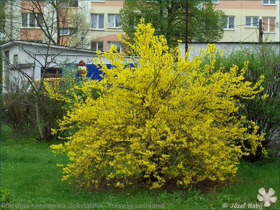 Forsythia ×intermedia 'Spectabilis' - Forsycja pośrednia 'Spectabilis' pokrój