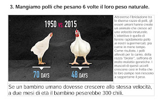 Mangiamo polli che pesano 6 volte il loro peso naturale