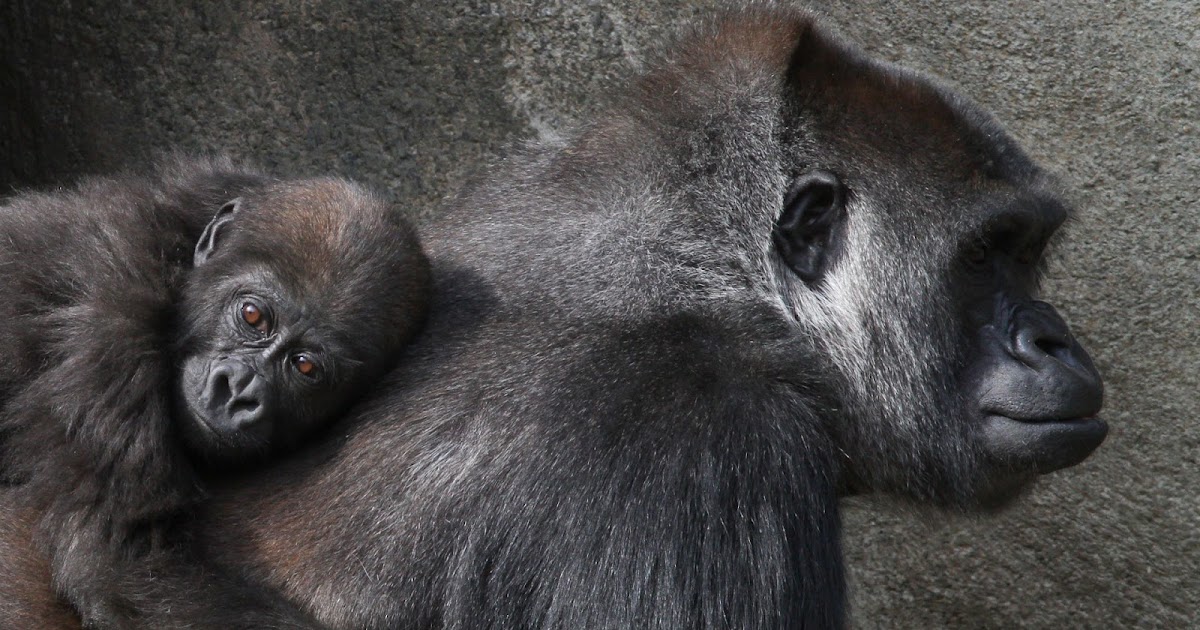 sollevazione CONTRO SPECISMO, OLTRE LA METAFISICA OCCIDENTALE di Mauro