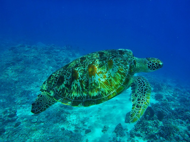 Sea Turtles Diving in Indonesia Sea Turtles Diving in Indonesia