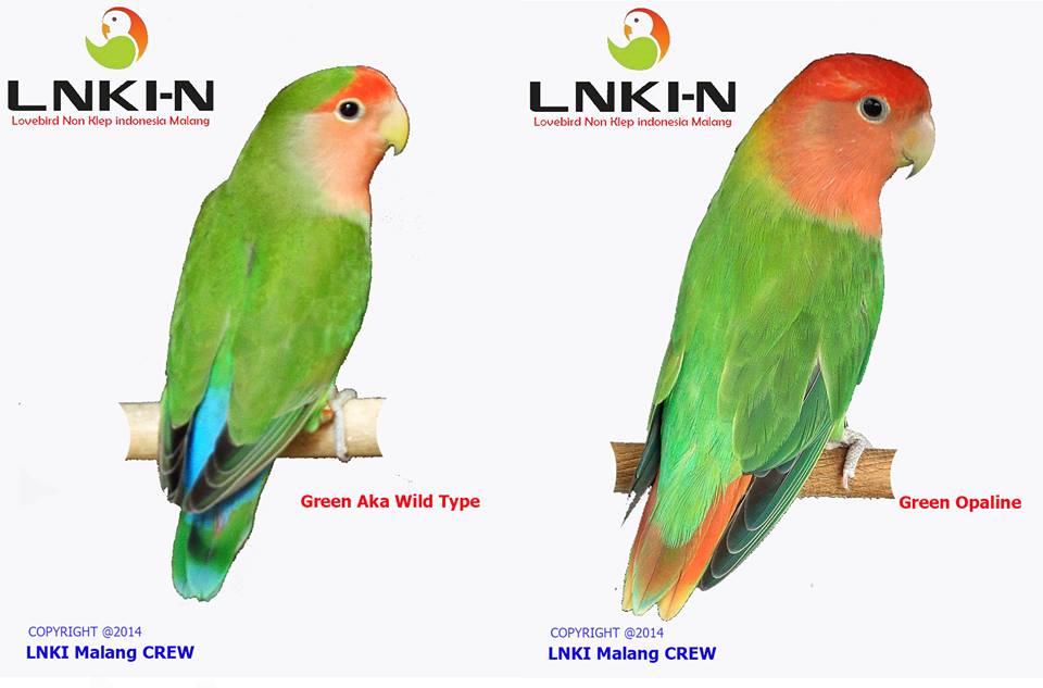 Perbedaan Lovebird Muka Salem / Agapornis Roseicollis Non ...
