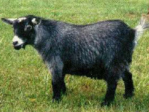 Pygmy Goat pygmy goat, pygmy goats, pygmy goats, raising pygmy goats, raising pygmy goats as pets, can pygmy goats live inside