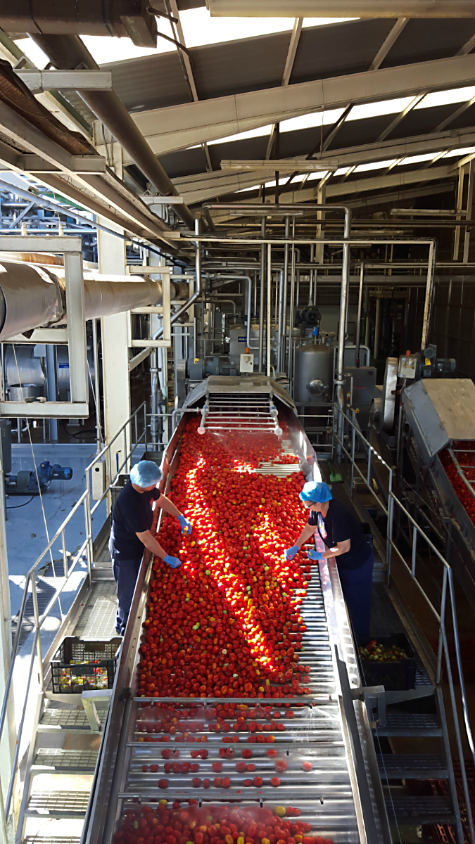 Tomatenwaschanlage bei Agraz | Arthurs Tochter Kocht von Astrid Paul