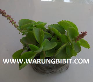 Tanaman Jinten, jual bibit jintan, bibit jinten, budidaya jinten, manfaat jinten, khasiat jinten, berkebun jinten Tanaman Jinten, jual bibit jintan, bibit jinten, budidaya jinten, manfaat jinten, khasiat jinten, berkebun jinten