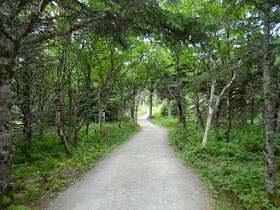 Birch forest at Skyline Trail Cape Breton Highlands National Park by garden muses-not another Toronto gardening blog